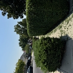 Salt Lake bush trimming