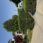 Salt Lake bush trimming