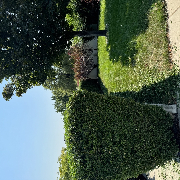 Salt Lake bush trimming