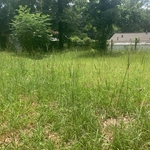 Before back yard