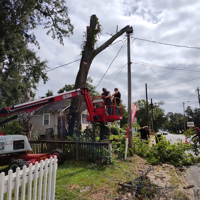 TREE REMOVAL