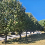 Bradford Pears
