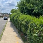 Before (Hedges)