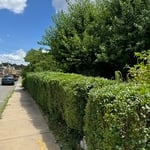 After (Hedges)