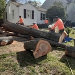 Tree removal