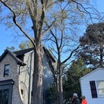 Tree removal