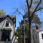 Tree removal