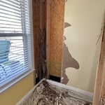 Termite Damage