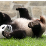 This is a panda