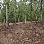 Grading and Tree work