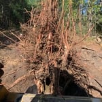 Oak tap root - 7 ffot
