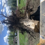 Norway pine stump root system
