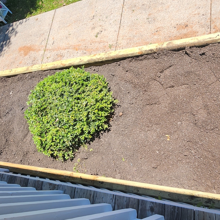 Garden Bed 2