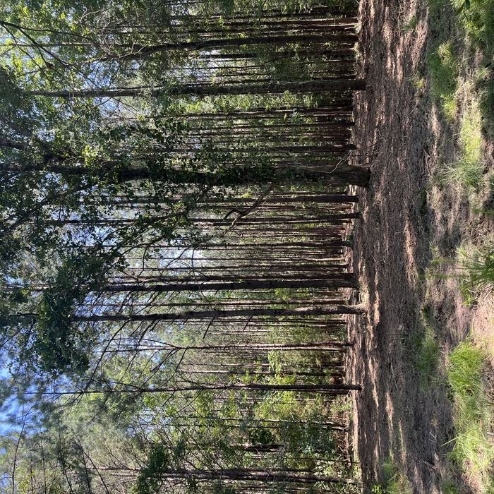 Mulching project