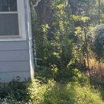 Tree Trim October 9, 2024
