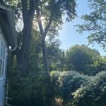 Tree Trim October 9, 2024