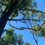 Tree Trim October 9, 2024