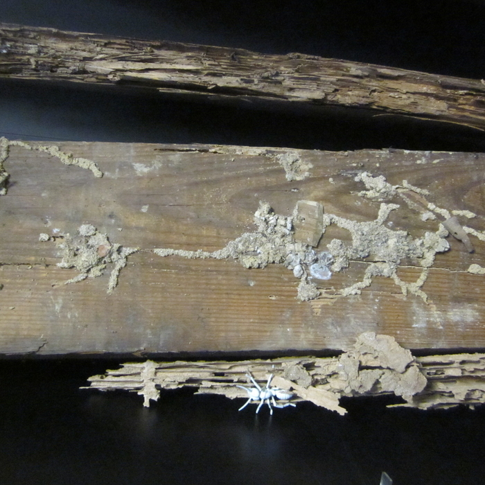 Termite shelter tubes and damage