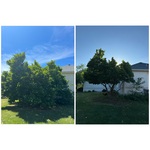 Tree Trimming