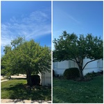 Plum tree trimming