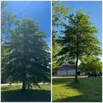 Tree Trimming