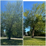 Birch tree trimming