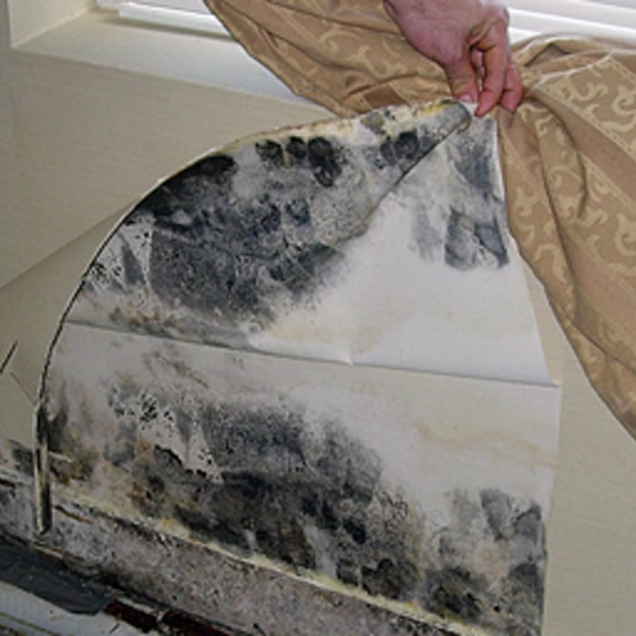 Mold inside the wall after opening the wall
