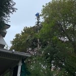 Tree Services