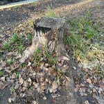 Stump removal
