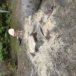 Stump removal