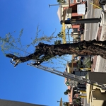 McDonalds Tree Removal