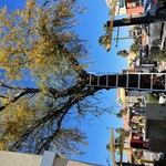 McDonalds Tree Removal