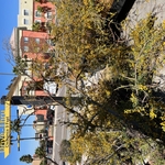 McDonalds Tree Removal