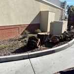 McDonalds Tree Removal
