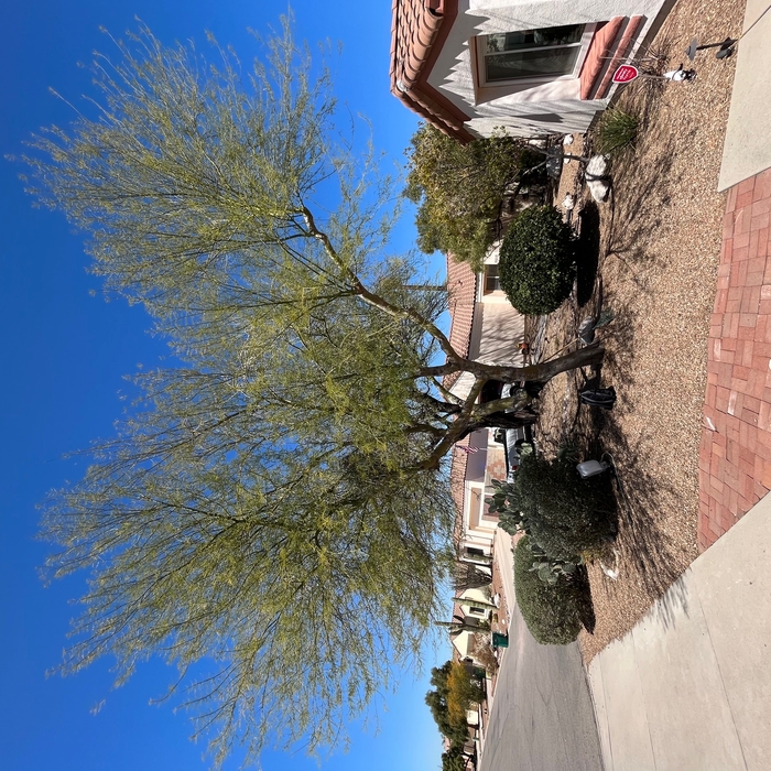 Residential Tree Removal