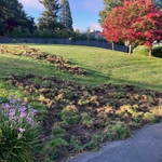 Pig Damage