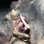 Boar Pig