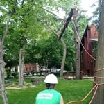 Tree Service