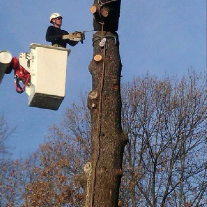 Tree Service