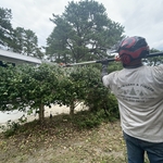 Tree Removal