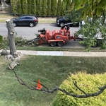 Tree Removal