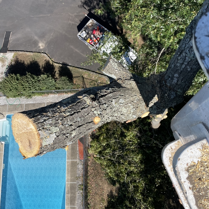 Tree Removal
