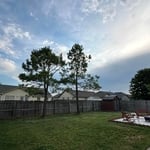 Tree removal