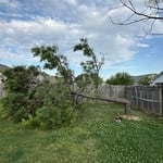 Tree removal