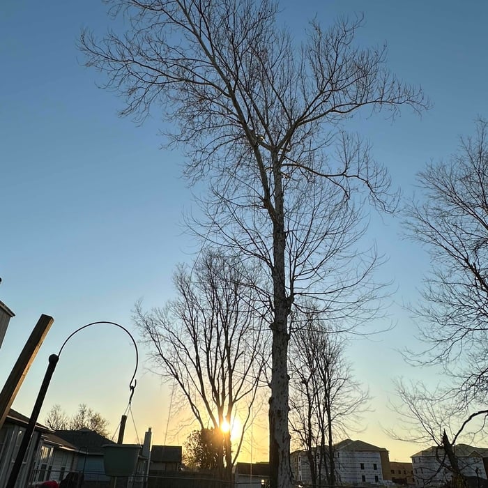 Sycamore removal