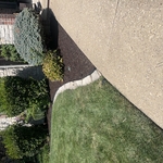 Rubber Mulch