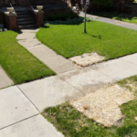 Lawn Restoration