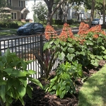 St Pete Home Garden