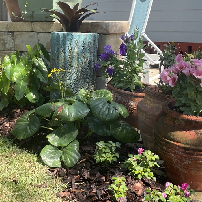 St Pete Home Garden