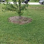 Mulch